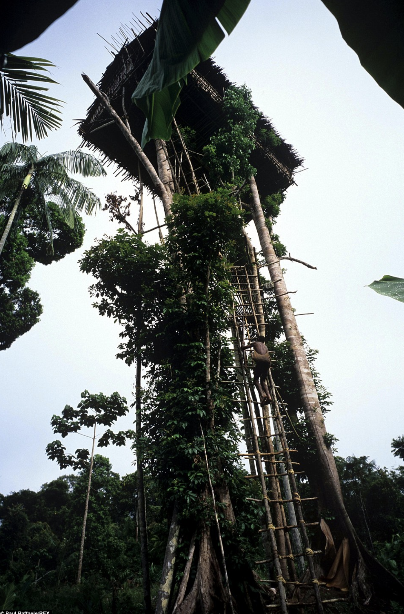2 Cabane Korowai, Indonésie, photo Paul Raffaele_REX, DR