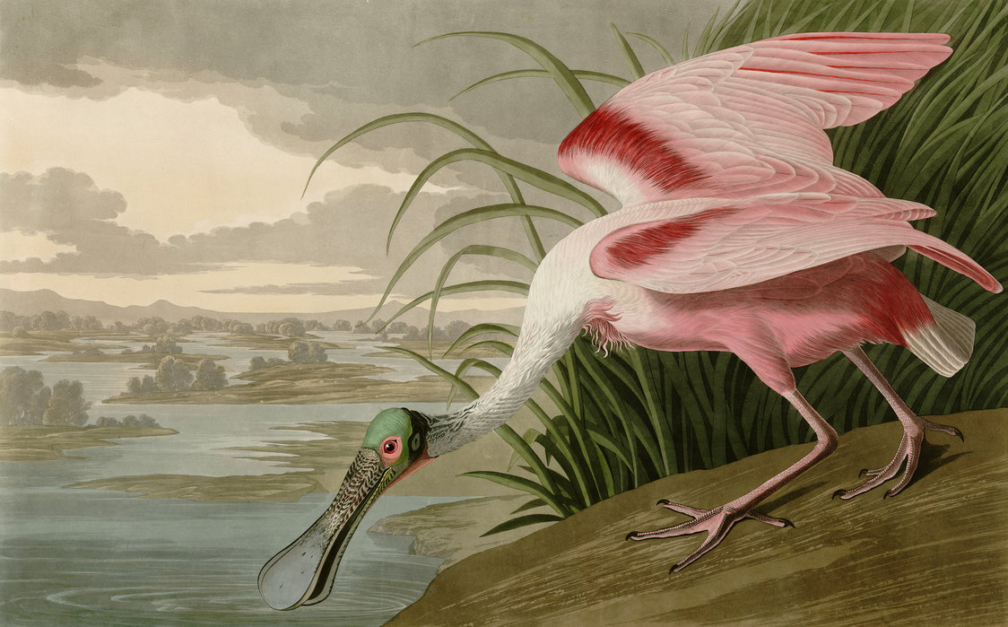 3 Jean-Jacques Audubon, spatule rosée, estampe, (date _).
