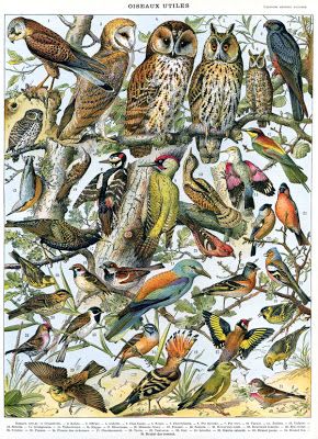 4 Adolphe Millot, Oiseaux, estmape (date _)