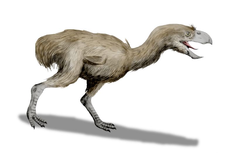2 Paraphysornis