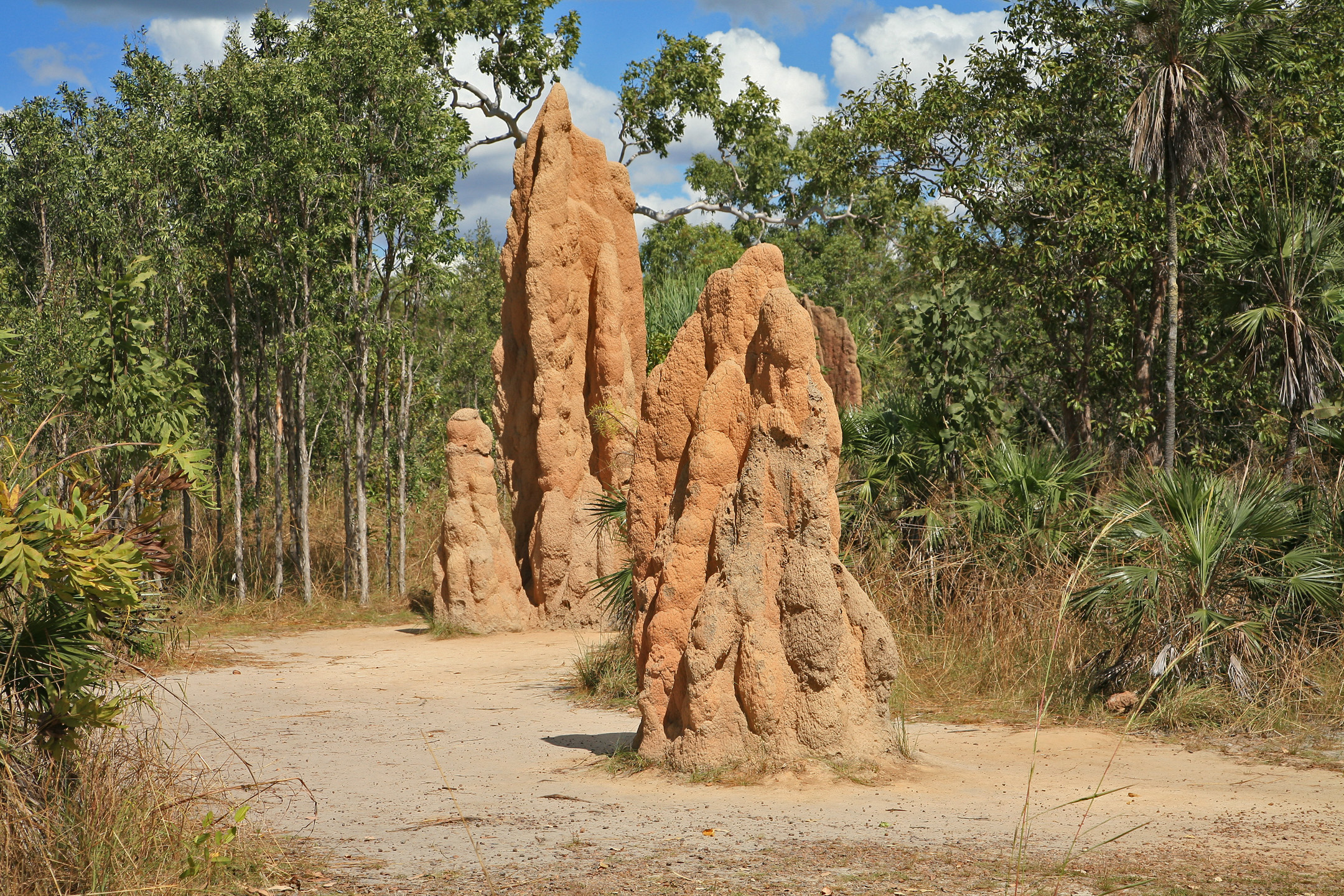2 Termitières, Litchfield-Nationalpark, Australie, DR