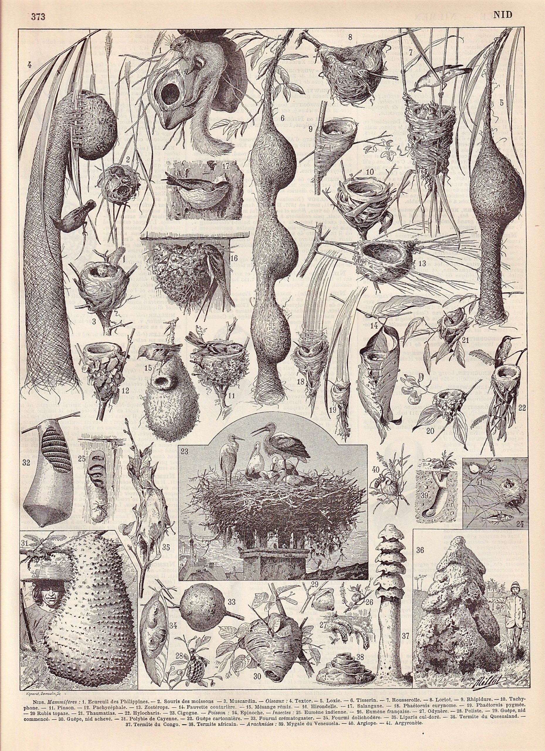 3 Planche de nids d’oiseaux, Larousse, DR