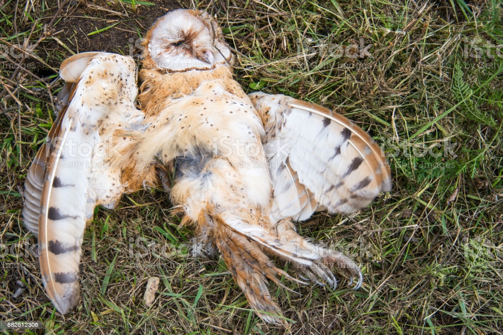 dead owl