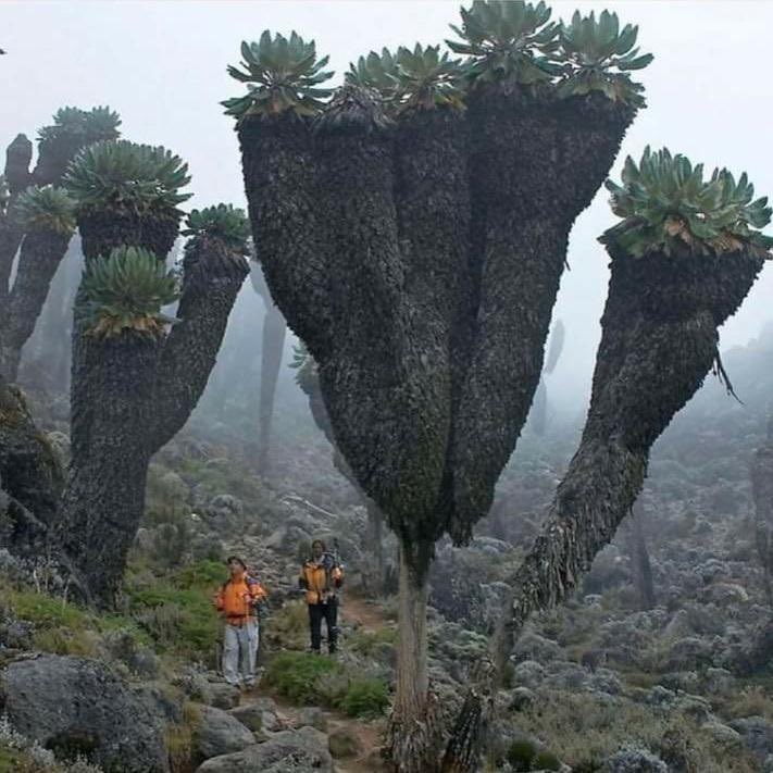 Séneçons, Kilimandjaro Séneçons, Kilimandjaro