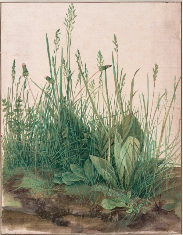 Albrecht Dürer (1471-1528), La grande touffe d’herbes, 1503. Dessin à l’aquarelle et la gouache, 41 × 31,5 cm. Collection graphique du Musée Albertina à Vienne. Albrecht Dürer (1471-1528), La grande touffe d'herbes, 1503. Dessin à l'aquarelle et la gouache, 41 × 31,5 cm. Collection graphique du Musée Albertina à Vienne.