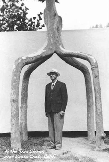 Axel Erlandson sous le géant à quatre jambes (Four-Legged Giant), sa première sculpture d’arbre, composé de 4 platanes d’Amérique (Platanes occidentalis). Source : treehugger.com. Axel Erlandson sous le géant à quatre jambes (Four-Legged Giant), sa première sculpture d’arbre, composé de 4 platanes d’Amérique (Platanes occidentalis). Source : treehugger.com.