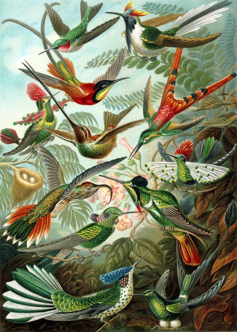 Ernst Haeckel – Trochilidae, Formes artistiques de la nature, planche n° 99 copie